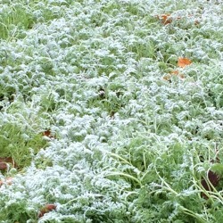 Für einen verbesserten Boden -Gründüngung im Garten   