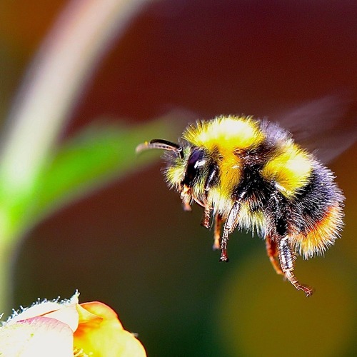 Futter für wilde Bienen - Blühflächen anlegen und pflegen