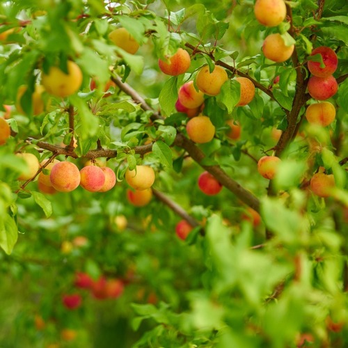 Obstbau - Die Vielfältigkeit einheimischer Obstgehölze