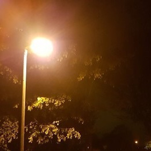 Lichtverschmutzung im Garten – Auswirkungen auf die Umwelt