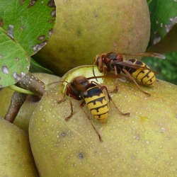 Insekten im Garten - Welchen Nutzen bringen sie mir und was kann ich tun, damit sie sich im Garten ansiedeln?