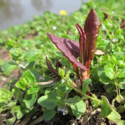 Invasive Arten im Garten