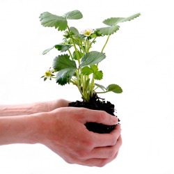 Aktuelles zum Pflanzenschutz - Informationsveranstaltung für Gartenfachberater im Pflanzenschutzamt